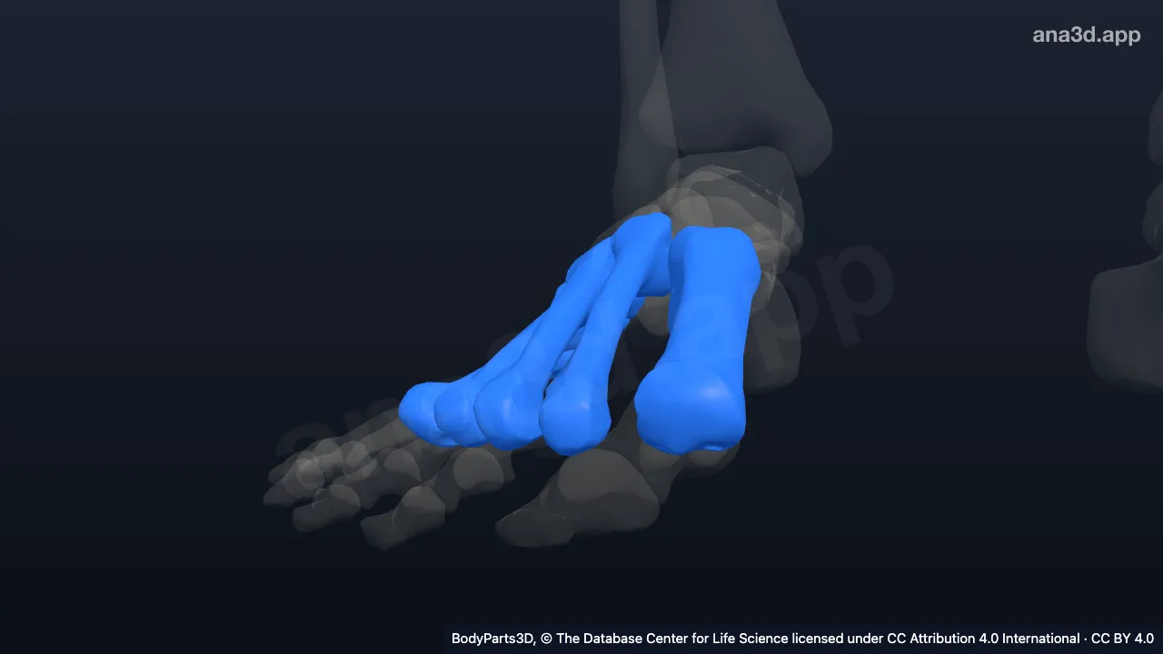 3D model: right foot proper