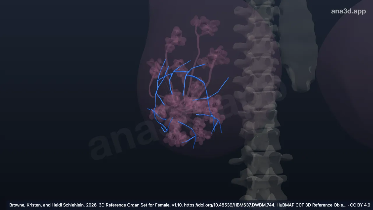Model 3D: Ligamen suspensorium payudara kanan