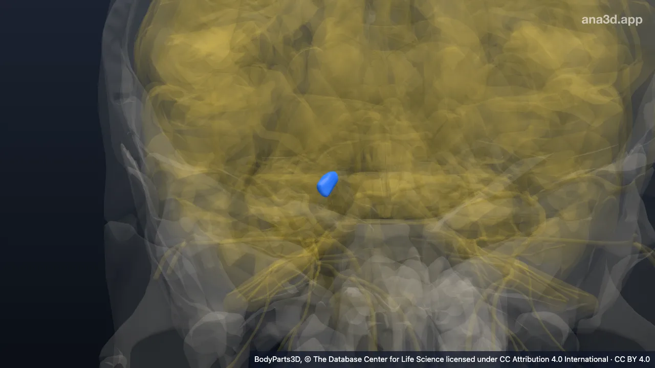 3D model: right medial geniculate body