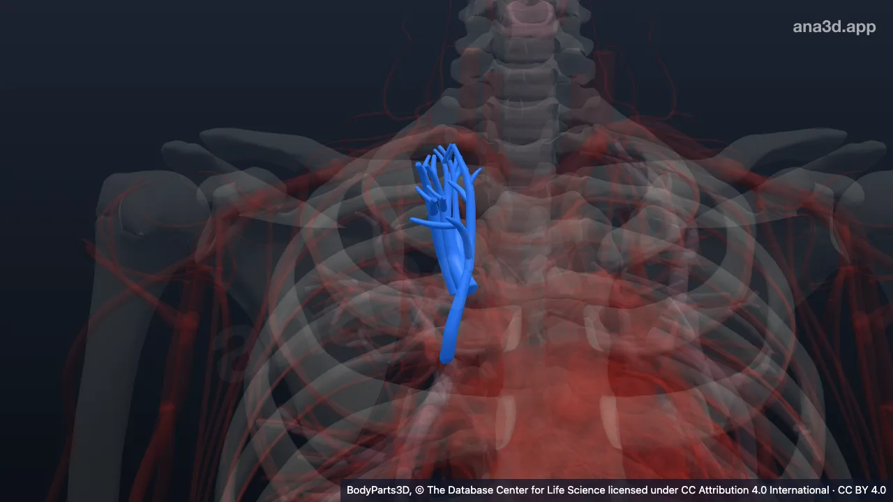 Modelo 3D: Segmento broncopulmonar apical direito