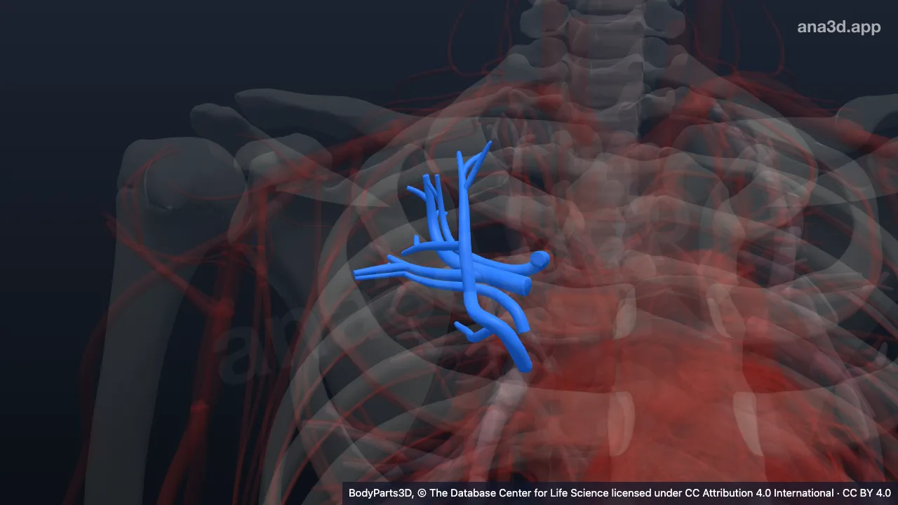 Modelo 3D: Segmento broncopulmonar posterior direito