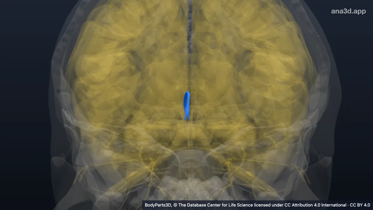 3D model: right stria medullaris of thalamus