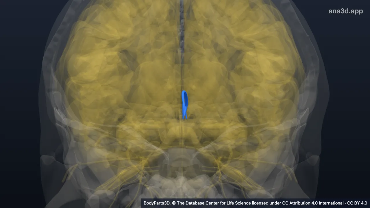 Model 3D: Stria medularis talamus kiri