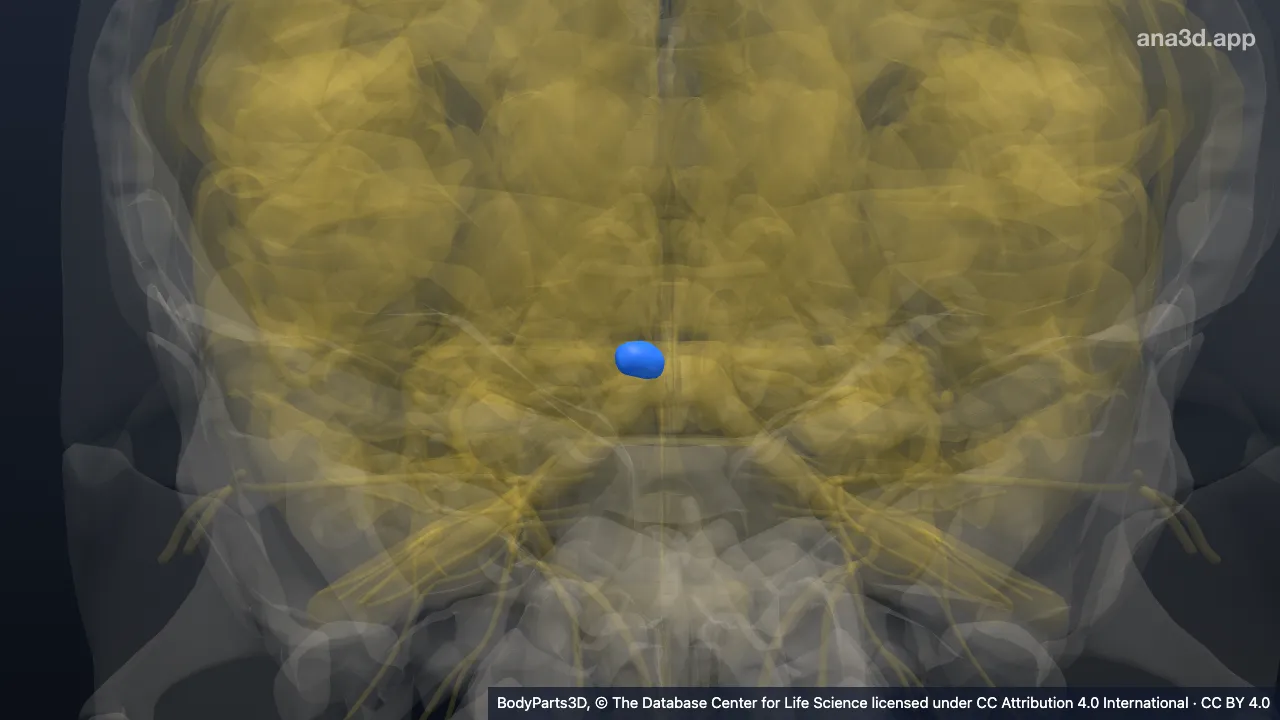 Modelo 3D: Colículo superior derecho