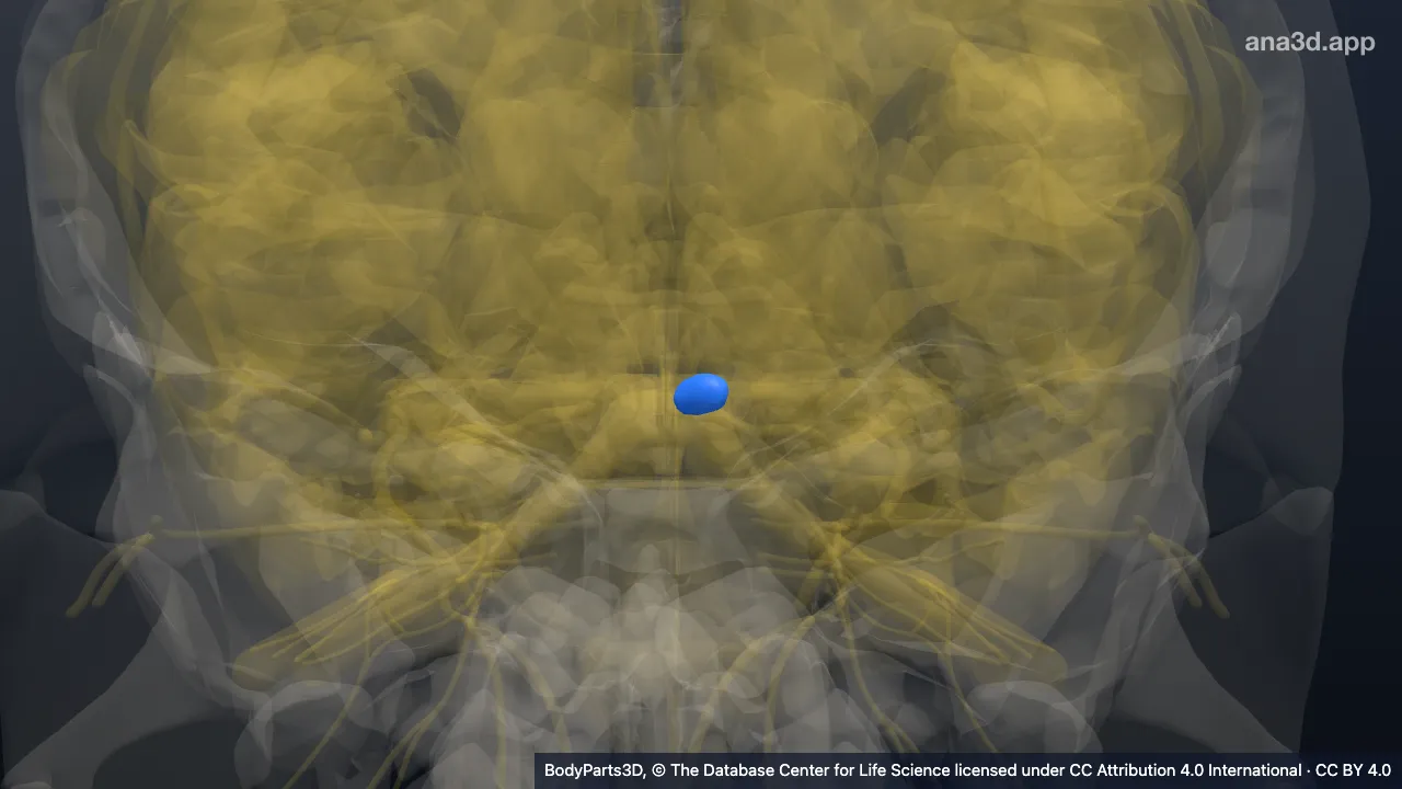 3D-Modell: Linker Colliculus superior