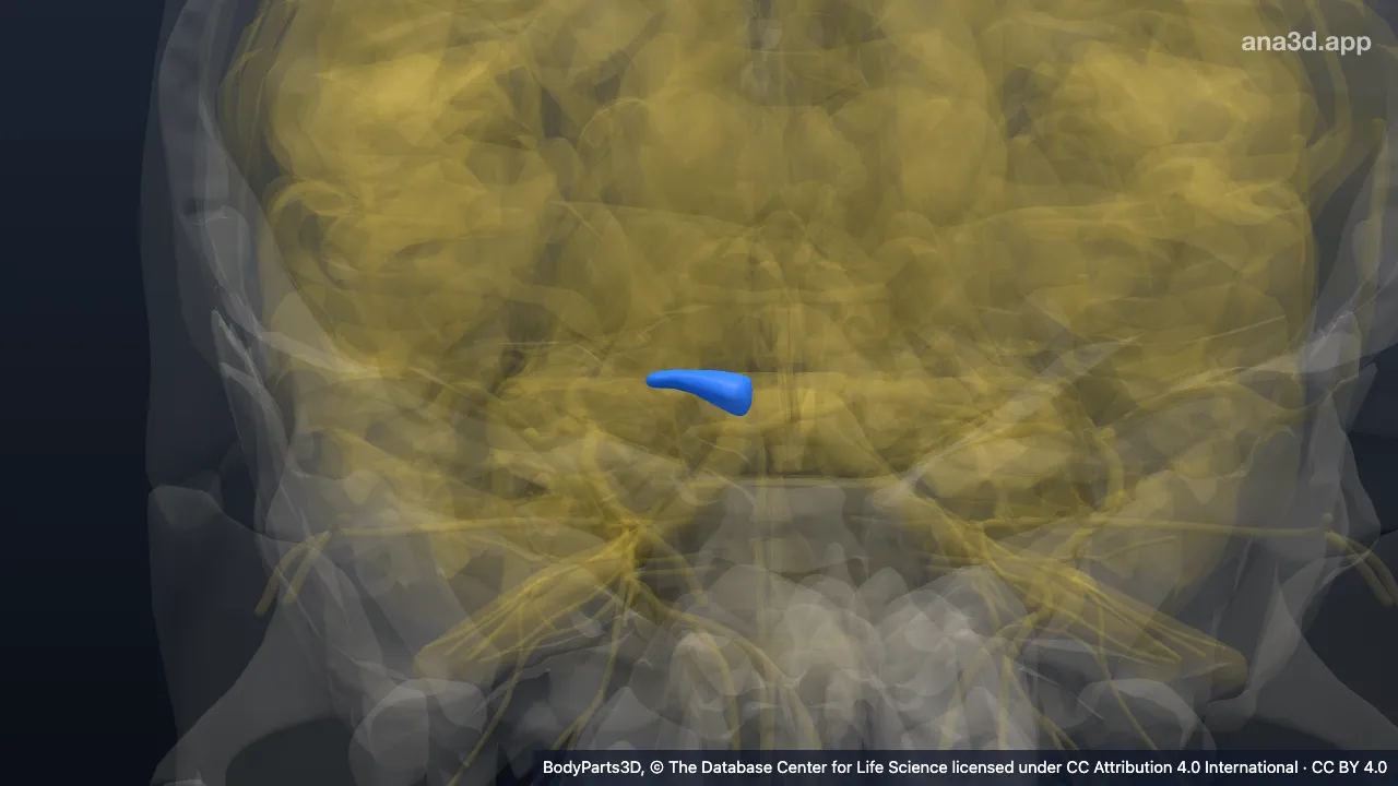 Modèle 3D : Bras du colliculus supérieur gauche