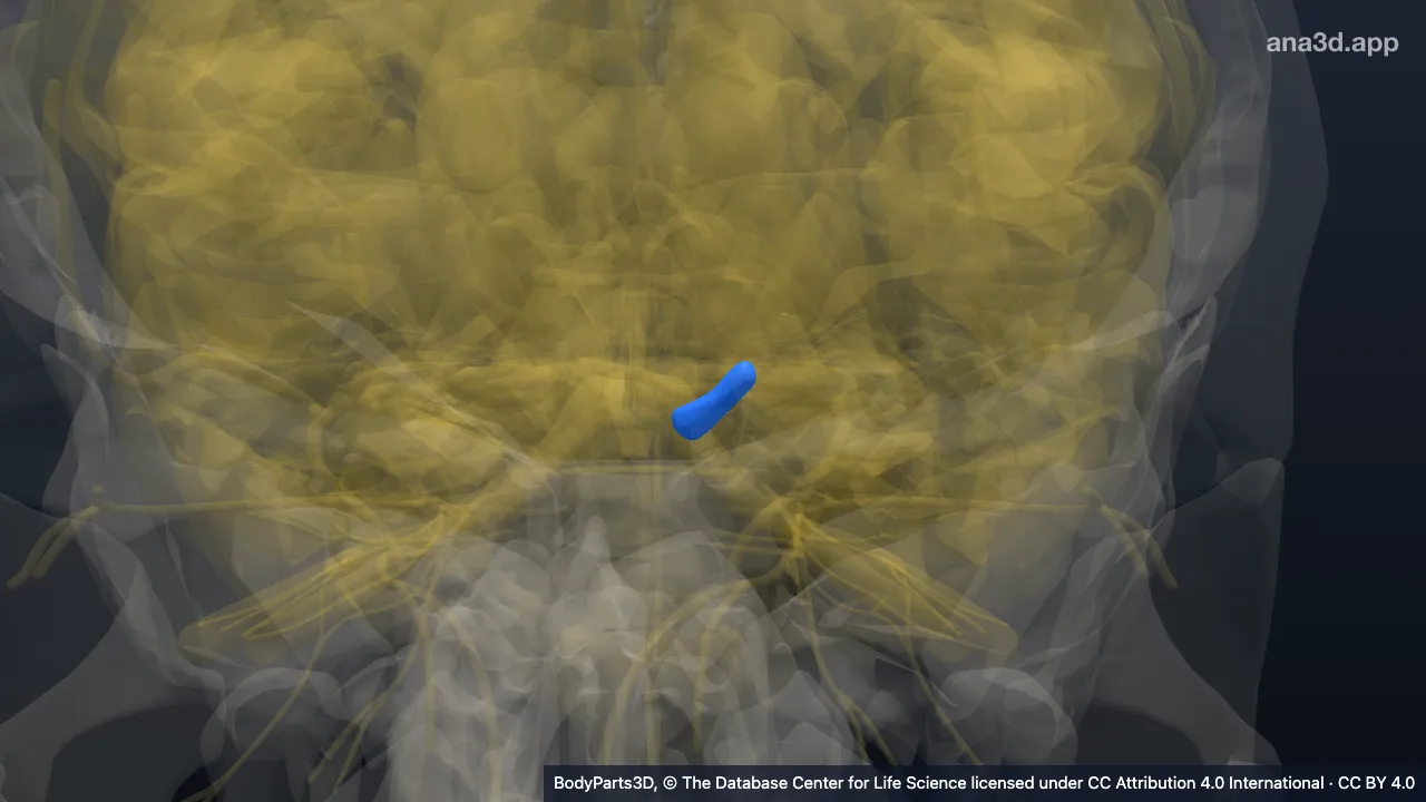 3D-Modell: Brachium des linken Colliculus inferior