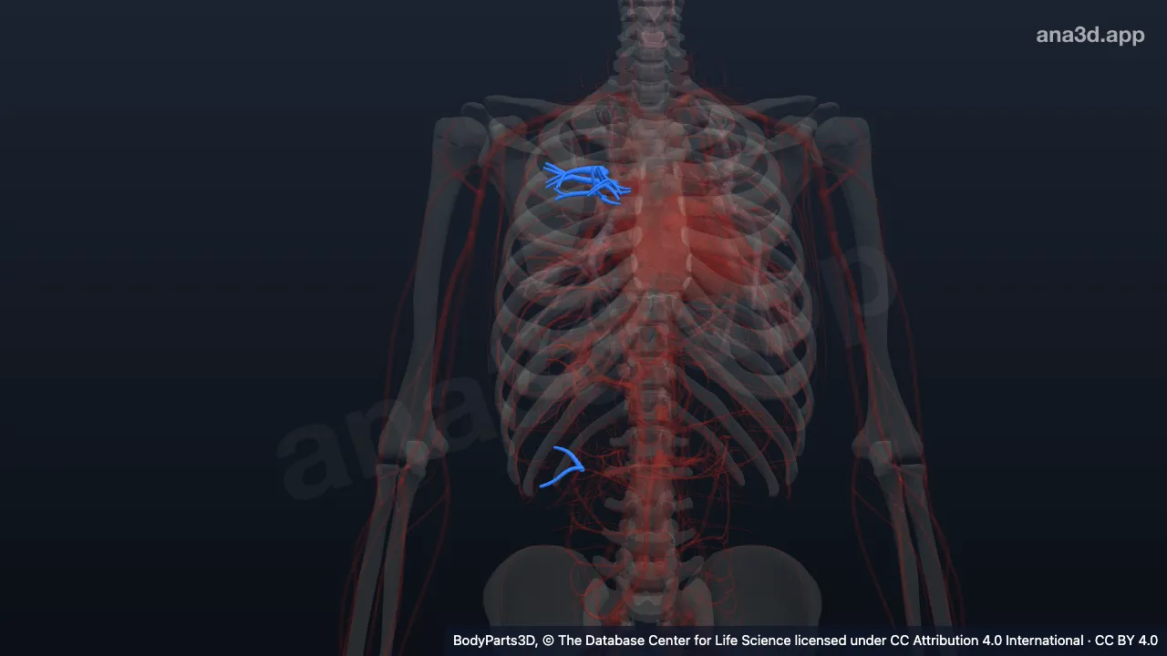 Modelo 3D: Segmento broncopulmonar anterior direito