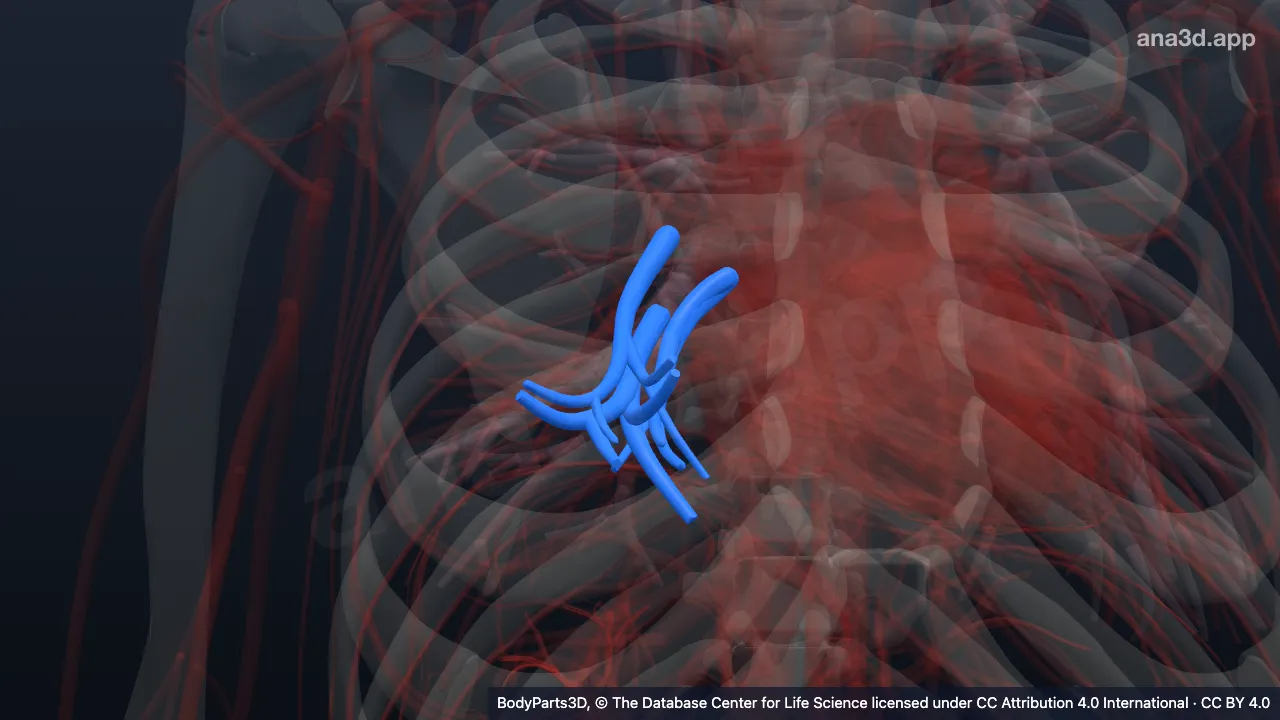 Modelo 3D: Segmento broncopulmonar medial