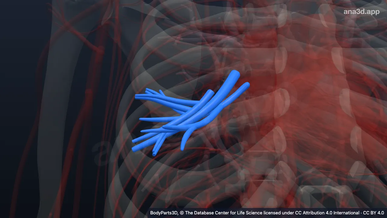 Modelo 3D: Segmento broncopulmonar lateral