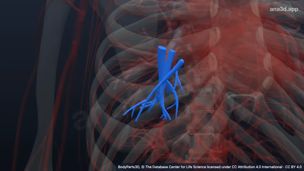 Modelo 3D: Segmento broncopulmonar basilar posterior direito