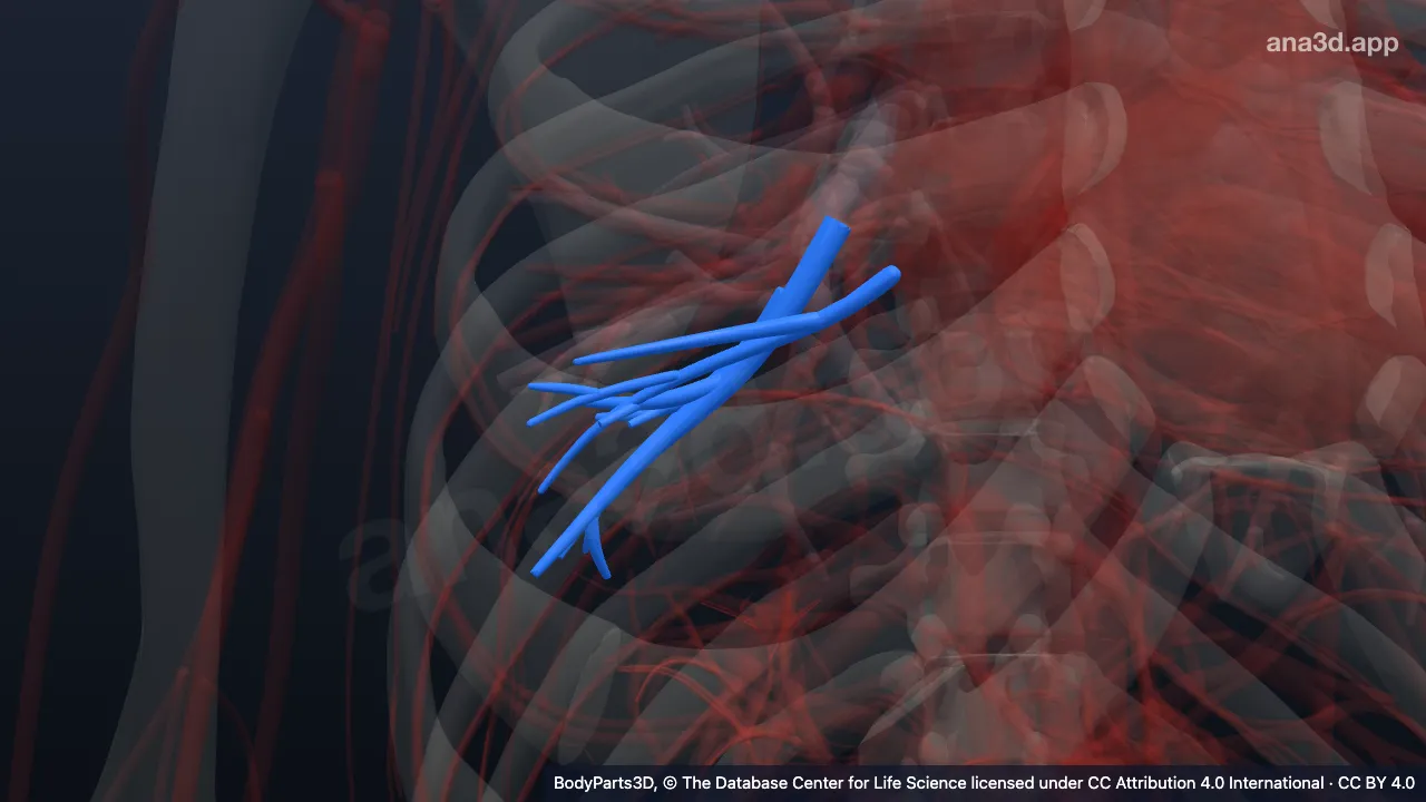 Modelo 3D: Segmento broncopulmonar basilar lateral direito