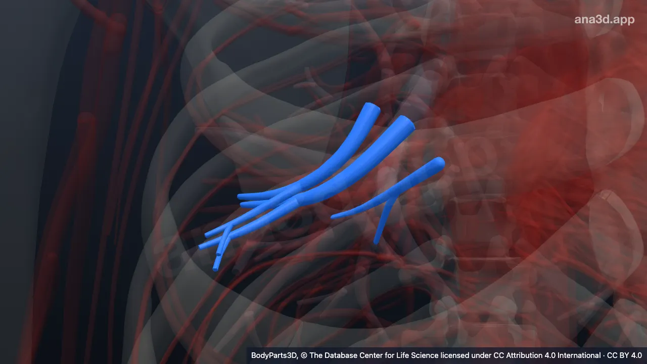 Modelo 3D: Segmento broncopulmonar basilar anterior direito