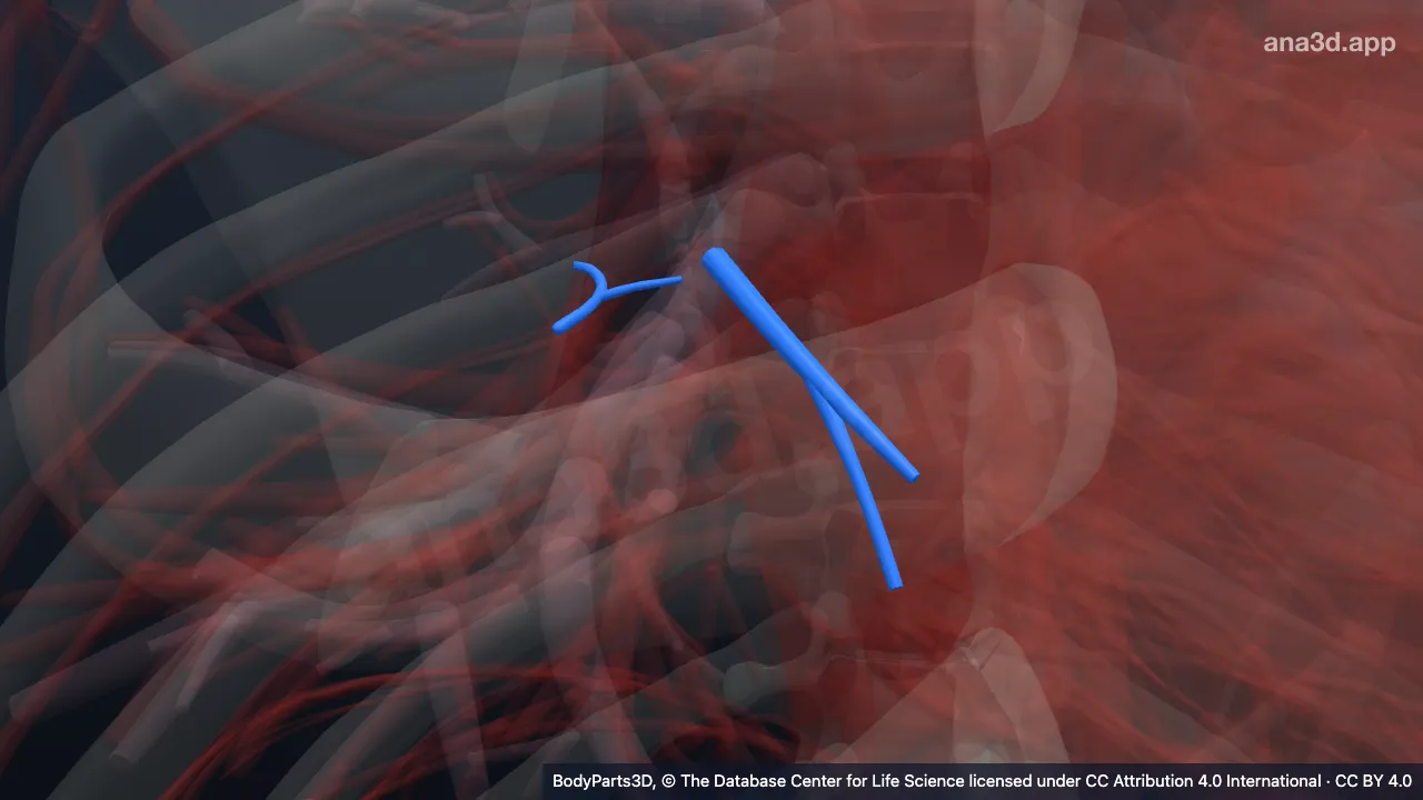 Modelo 3D: Segmento broncopulmonar basilar medial direito