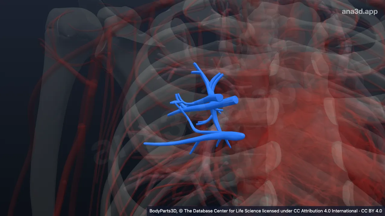 Modelo 3D: Segmento broncopulmonar superior direito