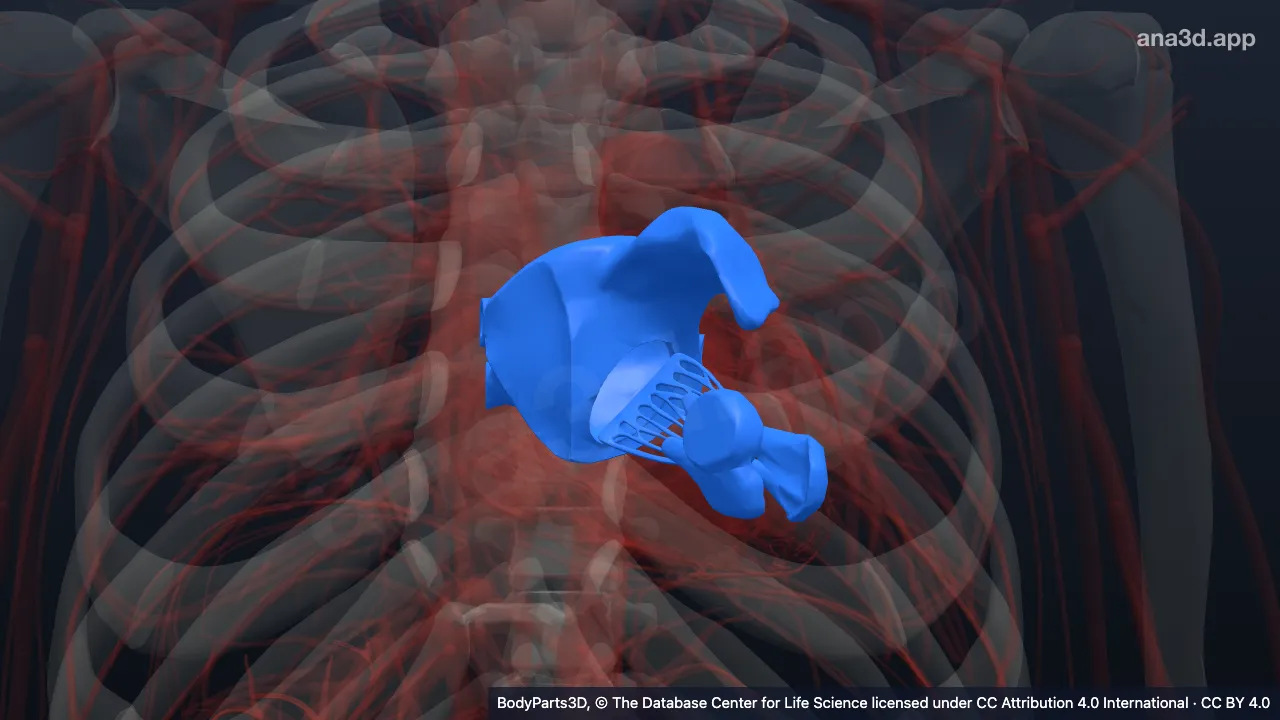 Modelo 3D: Parede do lado esquerdo do coração