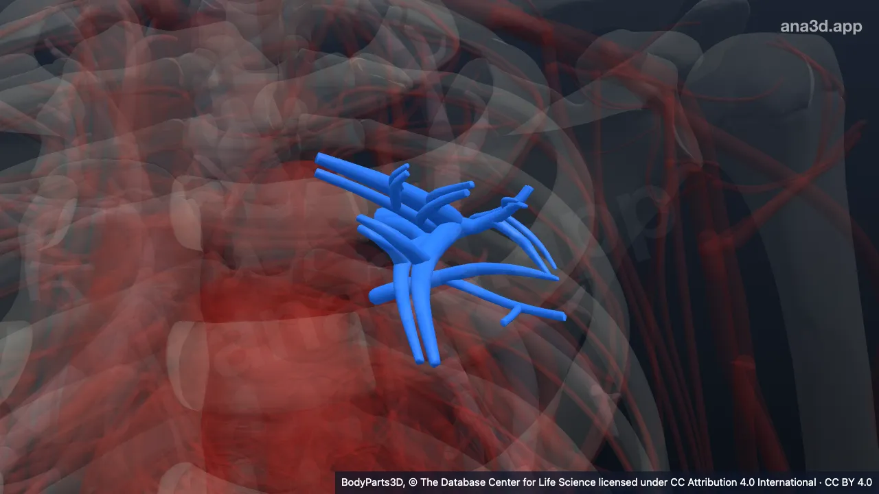 Modèle 3D : Segment bronchopulmonaire antérieur gauche