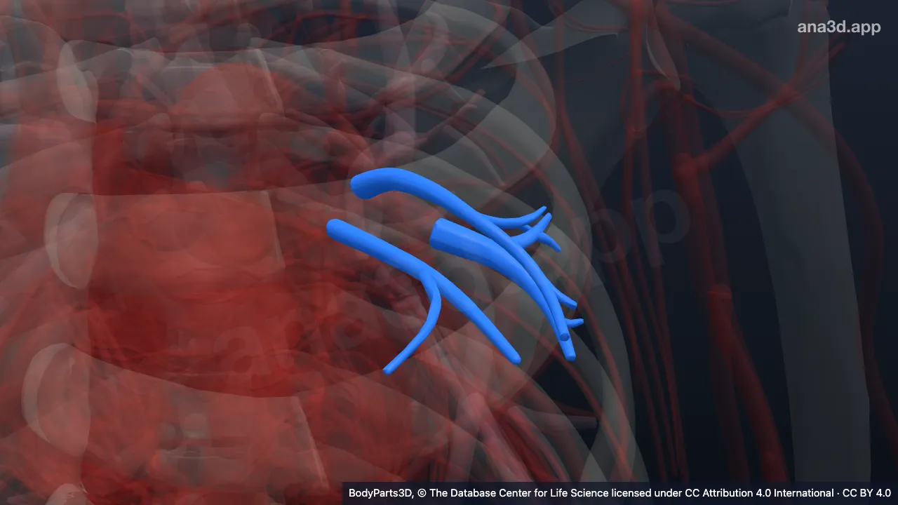 Modelo 3D: Segmento broncopulmonar lingular superior