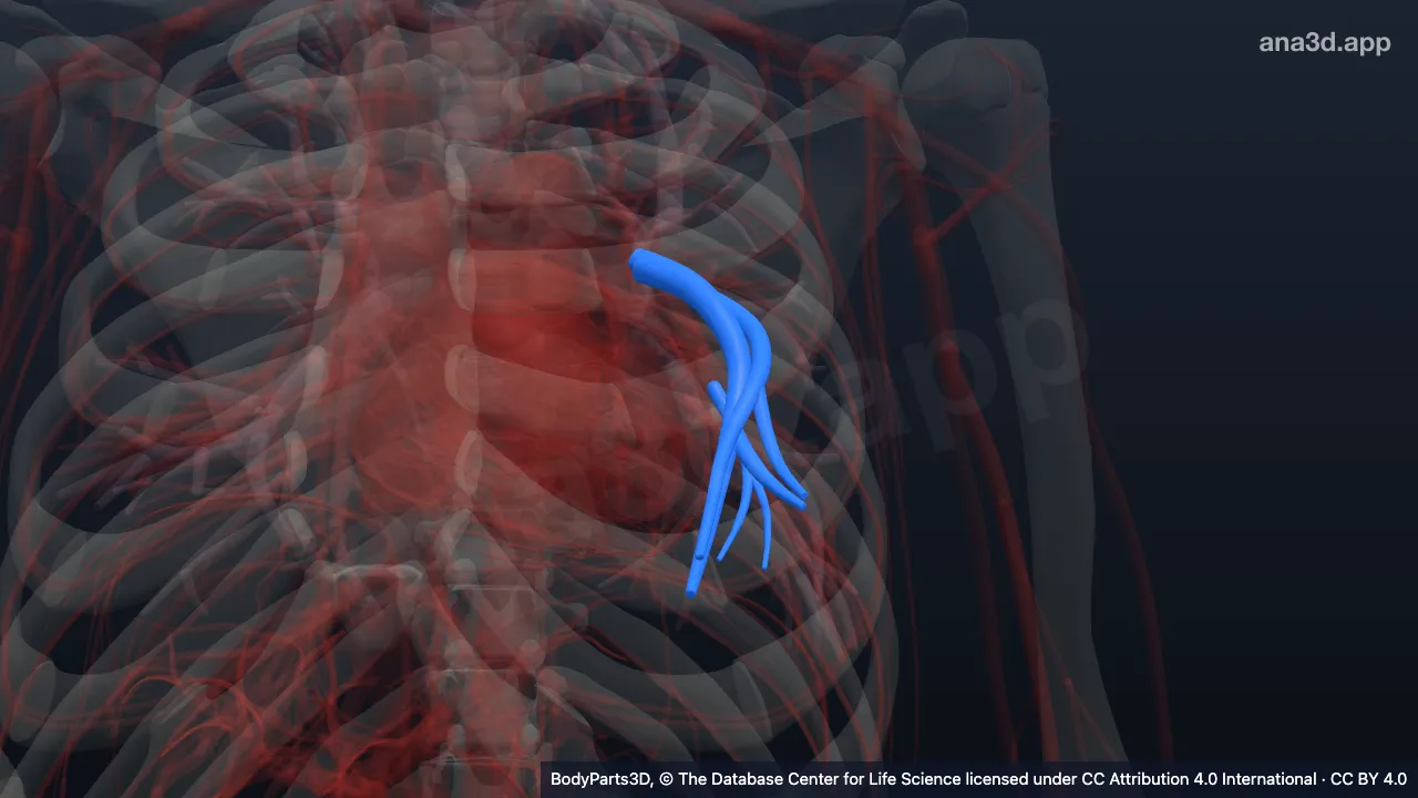 Modèle 3D : Segment bronchopulmonaire lingulaire inférieur