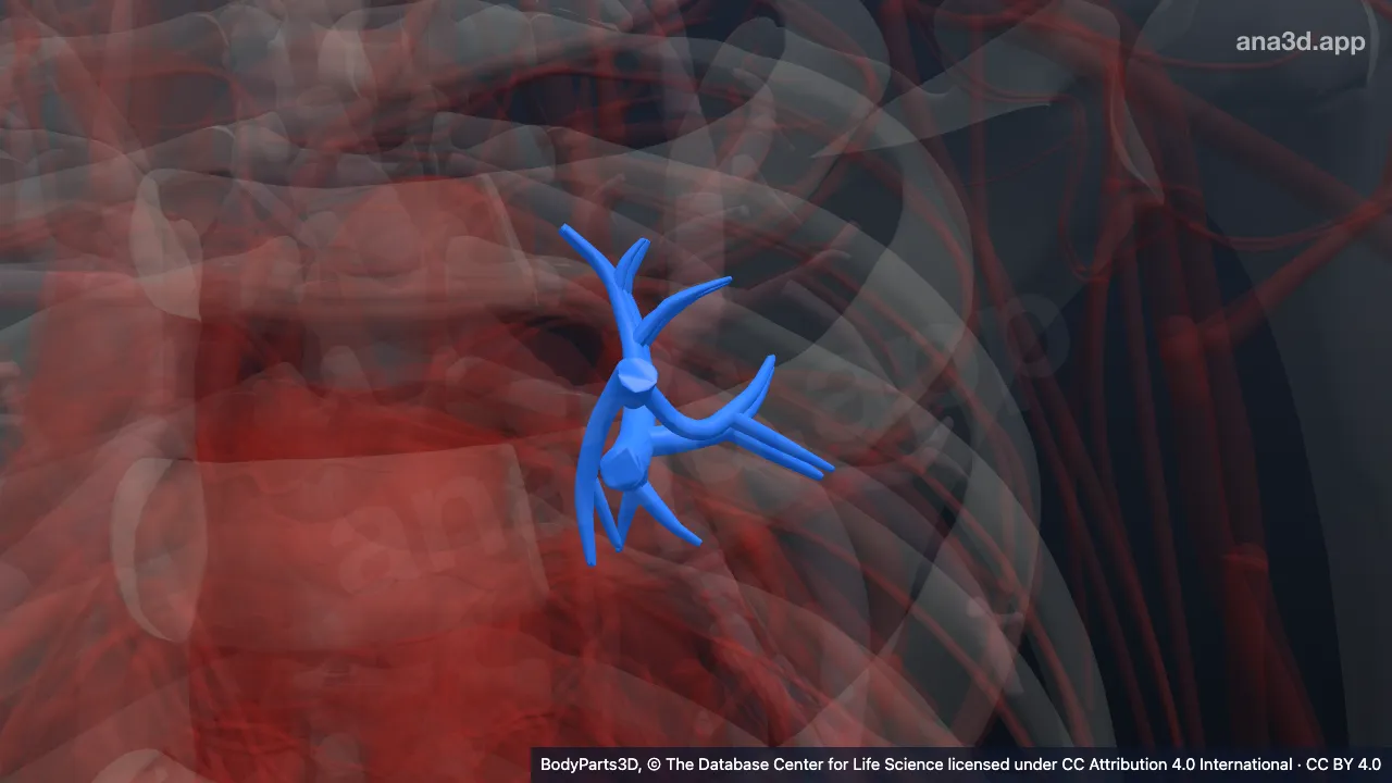 Modelo 3D: Segmento broncopulmonar superior esquerdo