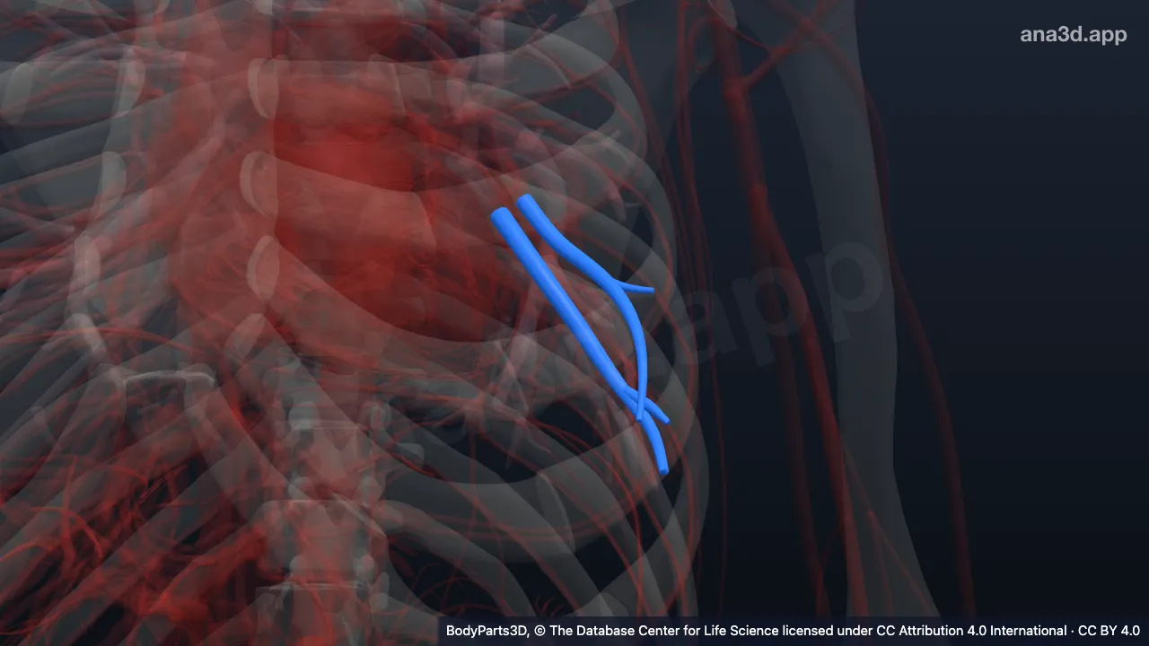 Modelo 3D: Segmento broncopulmonar basilar medial esquerdo