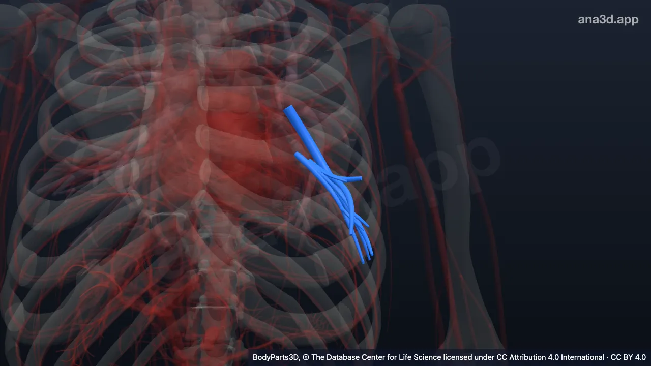 Modelo 3D: Segmento broncopulmonar basilar anterior esquerdo
