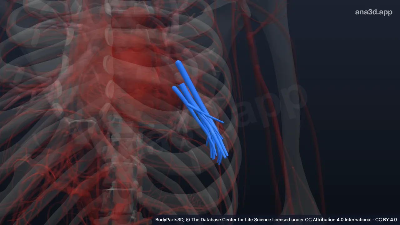 Modelo 3D: Segmento broncopulmonar basilar lateral esquerdo