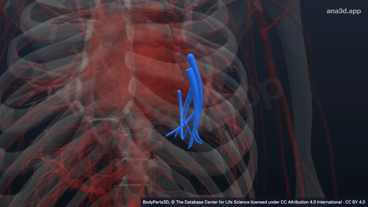 Modelo 3D: Segmento broncopulmonar basilar posterior esquerdo