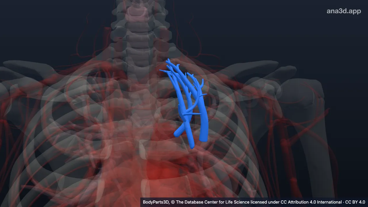 Modèle 3D : Segment bronchopulmonaire apical gauche