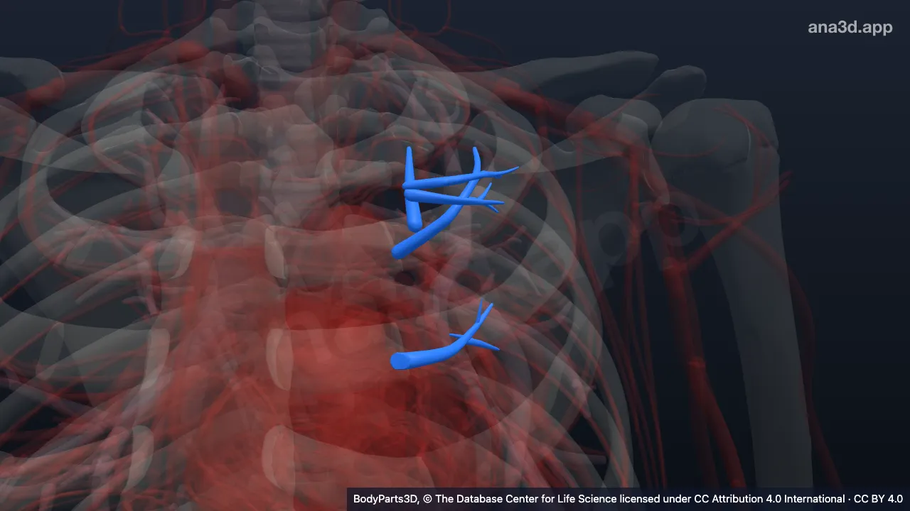 Modèle 3D : Segment bronchopulmonaire postérieur gauche