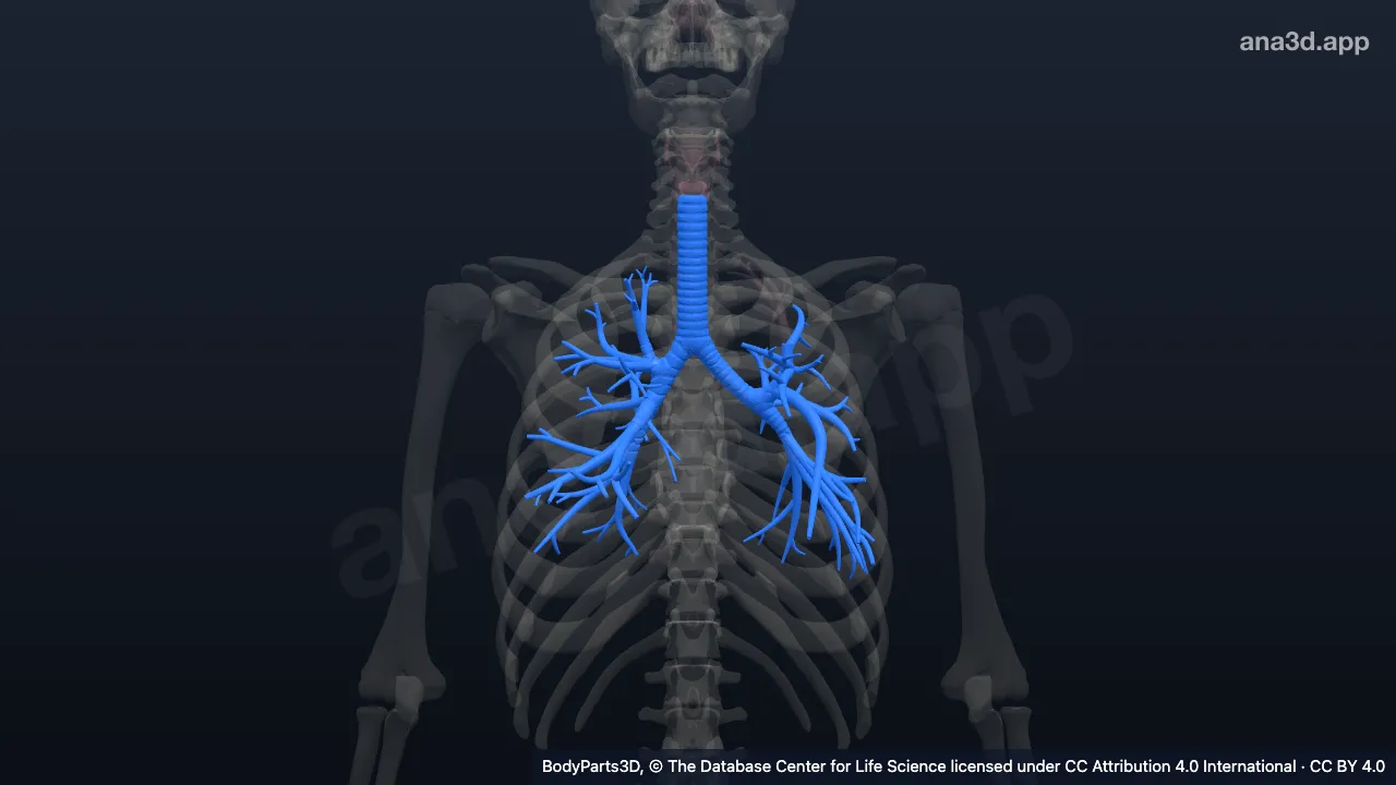 Modelo 3D: Árvore traqueobrônquica