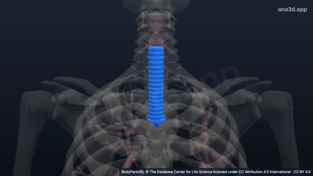Trachea: anatomy, location and function