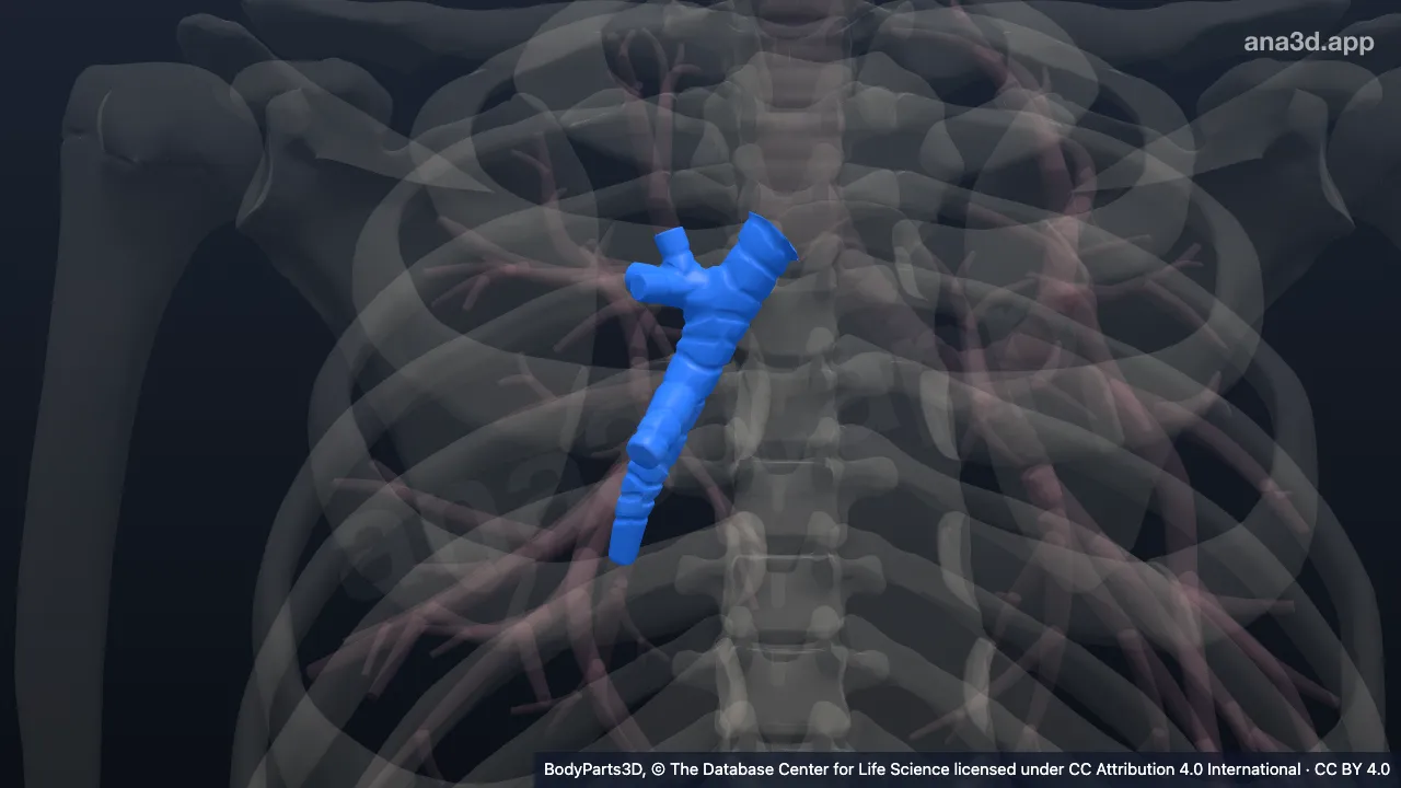 Modelo 3D: Brônquio principal direito
