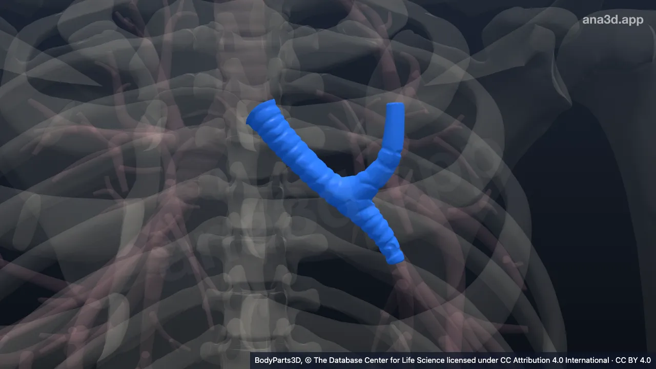 3D model: left main bronchus