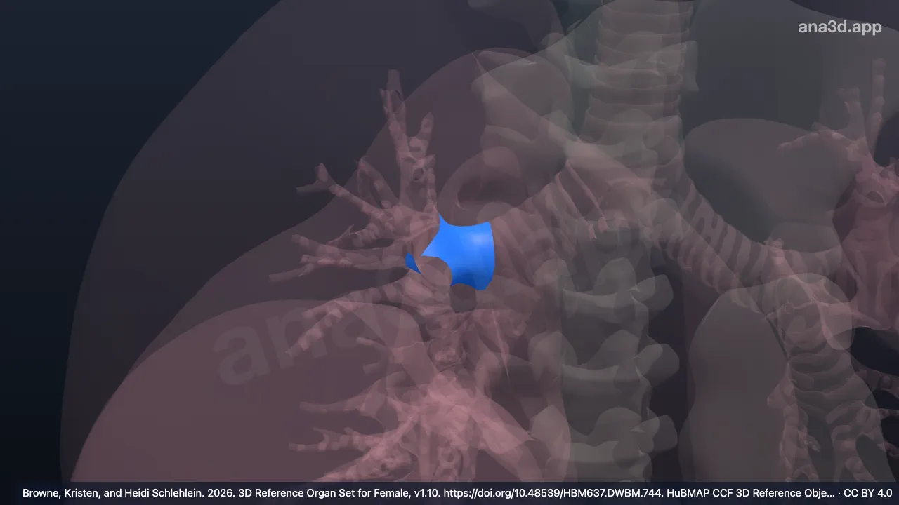 3D-Modell: Rechter Bronchus lobaris superior