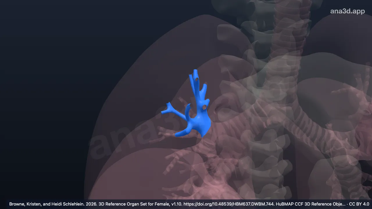 Modèle 3D : Bronche segmentaire apicale droite