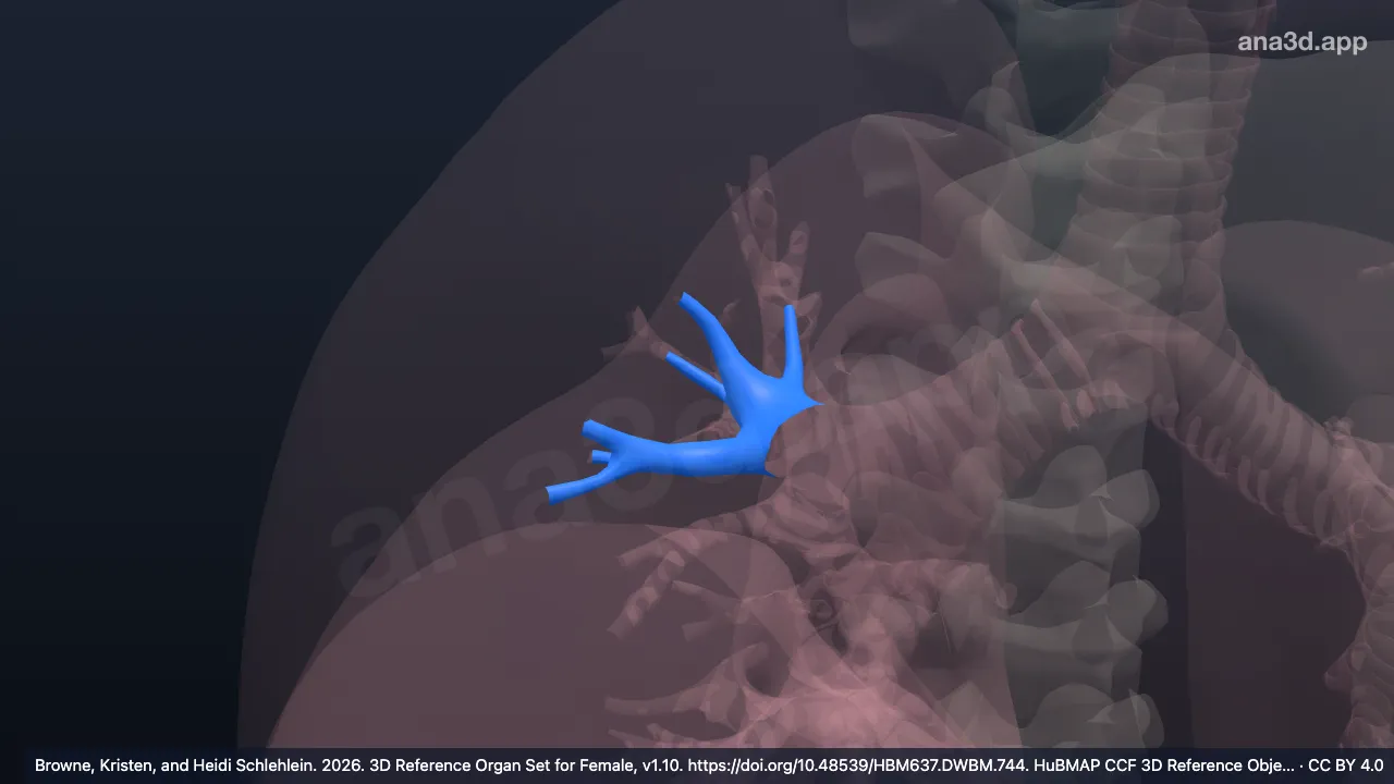 3D model: right posterior segmental bronchus