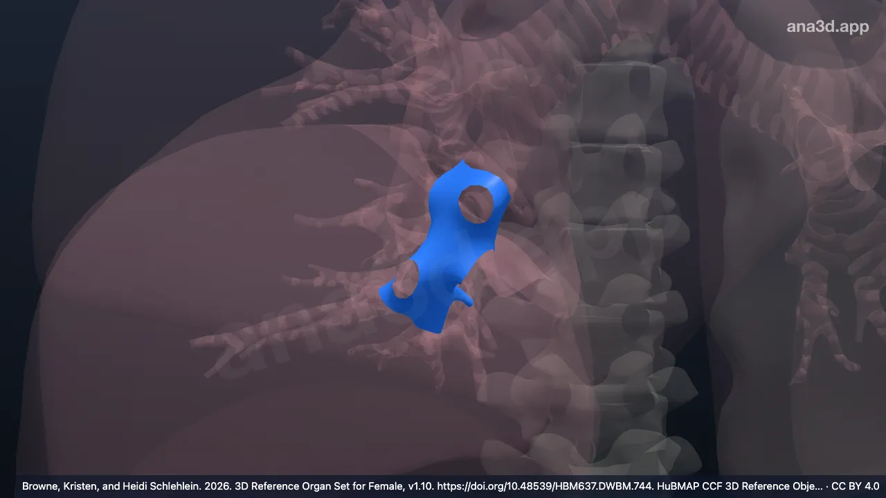 3D-Modell: Rechter Bronchus lobaris inferior