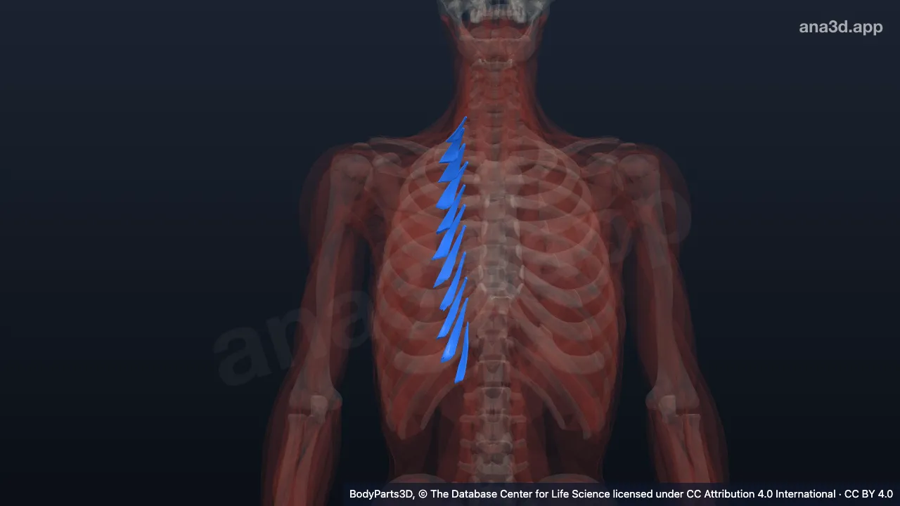 Model 3D: Kumpulan otot levator kostarum longus kanan