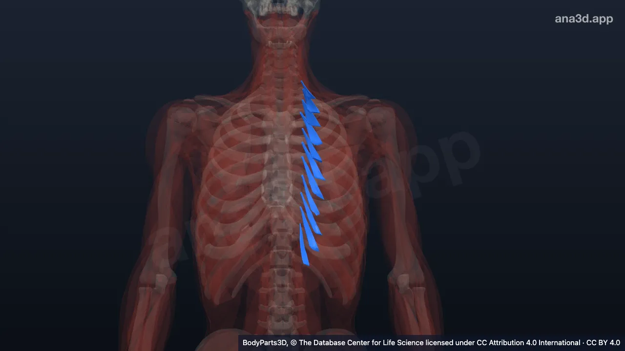 Modèle 3D : Muscle long élévateur des côtes gauche