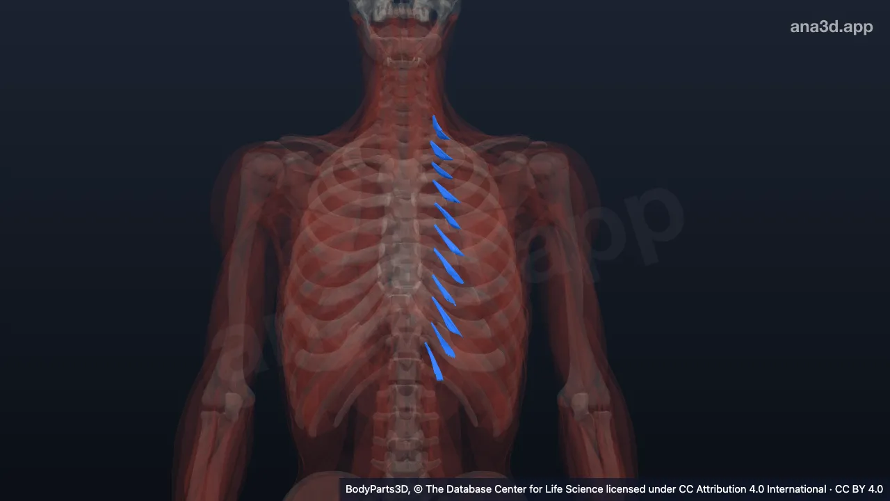Mô hình 3D: Các cơ nâng sườn ngắn trái