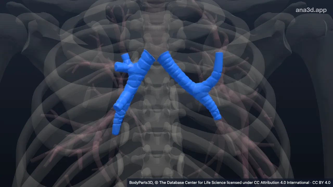 3D-Modell: Bronchus