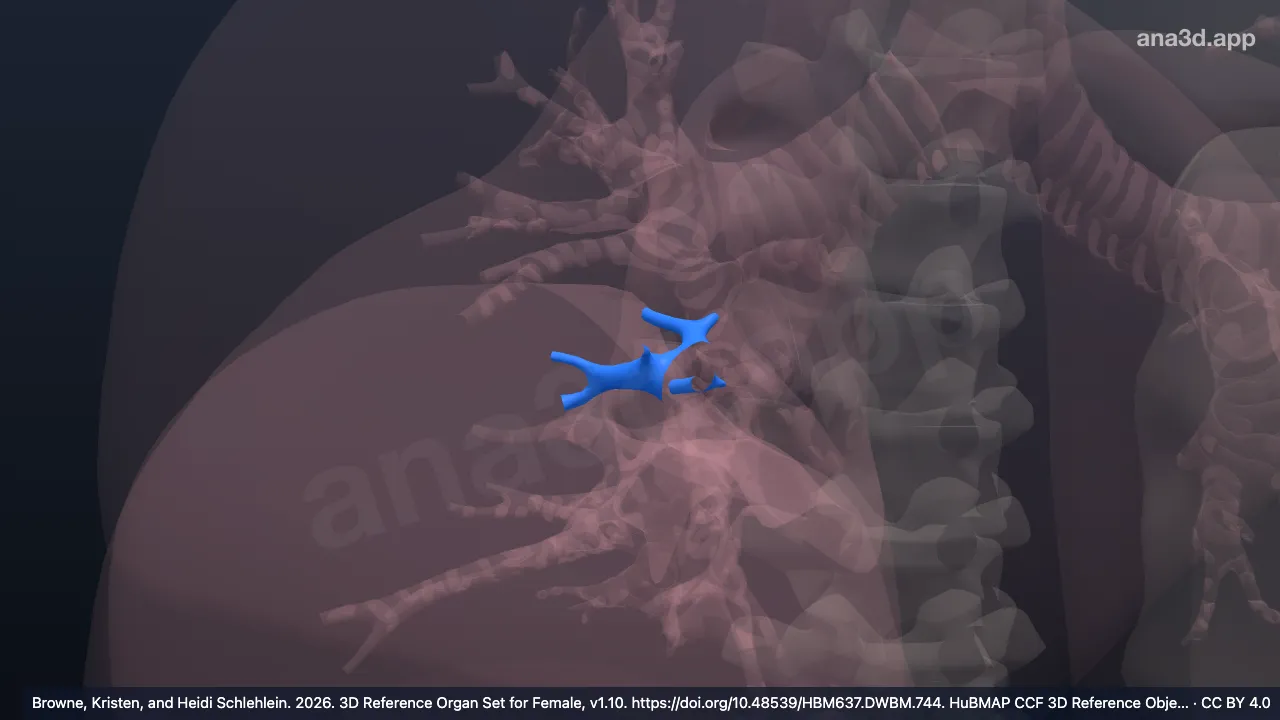 3D model: right superior segmental bronchus