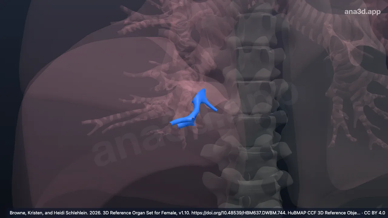 3D model: right medial basal segmental bronchus