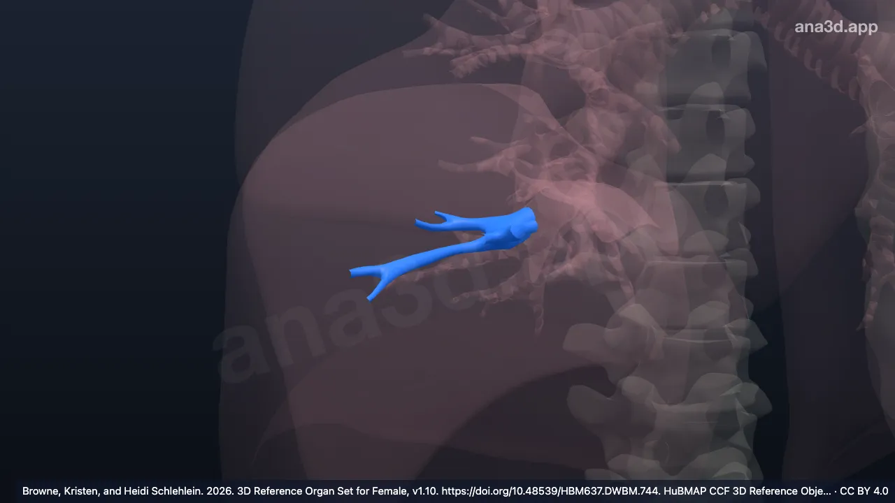 Modèle 3D : Bronche segmentaire basale antérieure droite