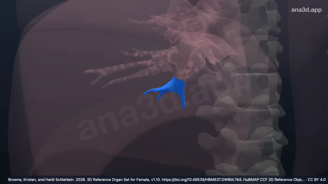 3D 模型：右后底段支气管