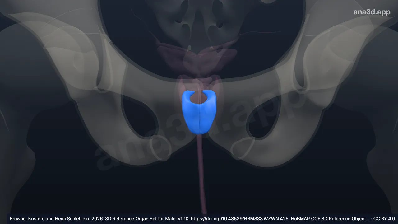 Modelo 3D: Estroma fibromuscular anterior de la próstata