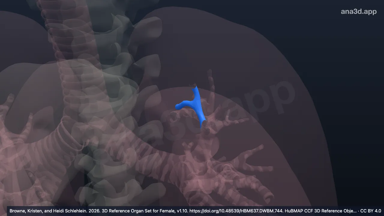 Modèle 3D : Bronche segmentaire apicale gauche