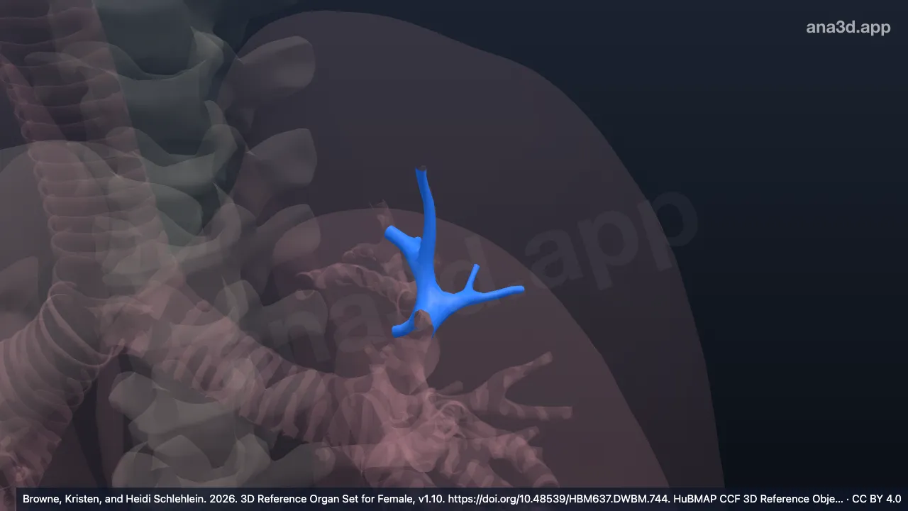 Modèle 3D : Bronche segmentaire postérieure gauche