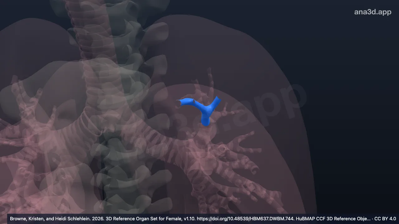 Modelo 3D: Bronquio segmentario anterior izquierdo